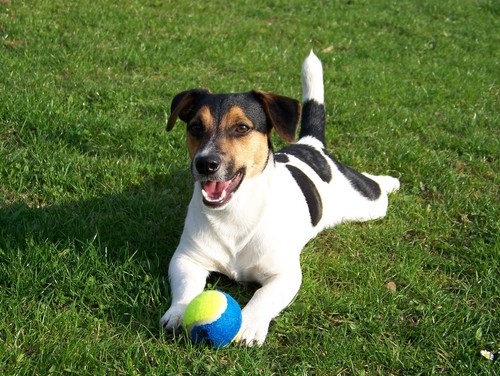 jack_russel_terier_1-jpg.igallery.image0000006