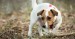 i-jack-russell-terier-4